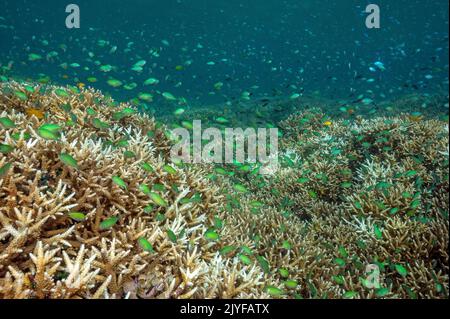 Riff landschaftlich mit blauen Damselchen, Chromis viridis, über Acrapora Steinkorallen, Raja Ampat Indonesien. Stockfoto