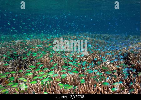 Riff landschaftlich mit blauen Damselchen, Chromis viridis, über Acrapora Steinkorallen, Raja Ampat Indonesien. Stockfoto