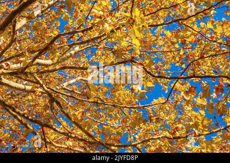 Herbstlicher und belaubter Hintergrund. Der Herbst kommt und die Blätter der Platanen werden von grün zu braun und gelb Stockfoto