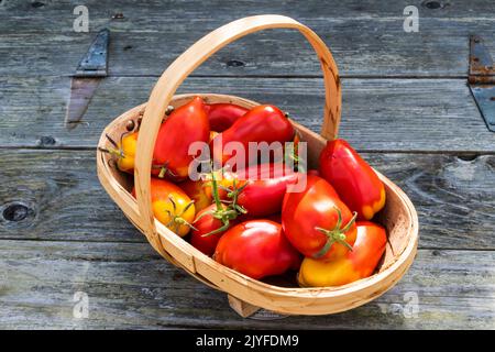 Ein Trug voller frisch gepflückter, selbst angebauter San Marzano-Tomaten, Solanum lycopersicum. Stockfoto