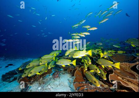 Riff szenisch mit Band-Süßlippen, Plectorhinchus polytaenia, Raja Ampat Indonesien. Stockfoto