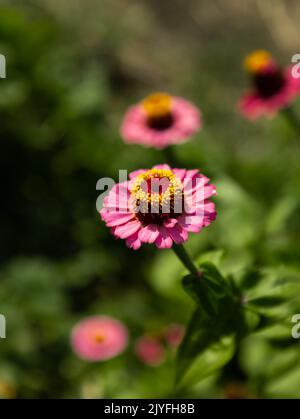 Blüte dunkelrosa Zinnia Blume auf grünem Hintergrund. Blühende Zinnien-Nahaufnahme im Sommer. Vertikale Aufnahme. Stockfoto