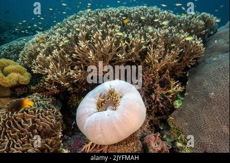 Rosa Anemonfische, Amphiprion perideraion und Staghorn-Korallen, Acrapora spinosa, Raja Ampat Indonesia. Stockfoto
