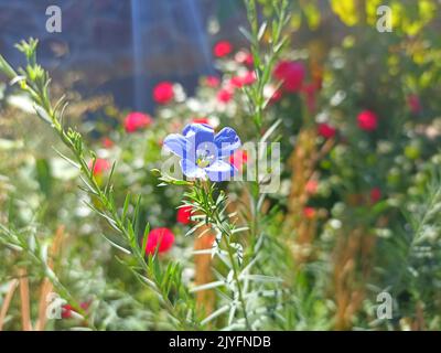 Flachs, auch bekannt als gewöhnlicher Flachs oder Leinsamen, ist eine Blütenpflanze, Linum usitatissimum, aus der Familie der Linaceae Stockfoto