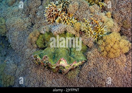 Riesenmuschel, Tridacna gigas, umgeben von Weichkorallen, Clavularia viridis, Raja Ampat Indonesien. Stockfoto