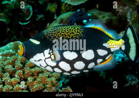 Clown-Drückerfisch, Balistoides auffallend, Raja Ampat Indonesien. Stockfoto