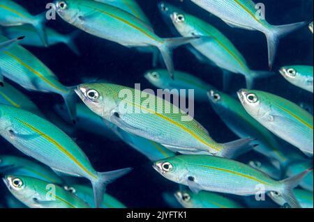 Variabel ausgekleidete Fusilierer, Caesio varilineata, Raja Ampat Indonesia Stockfoto