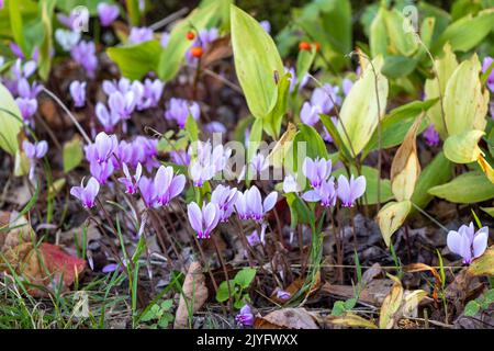 Lila Cyclamen blüht im Herbstgarten Stockfoto