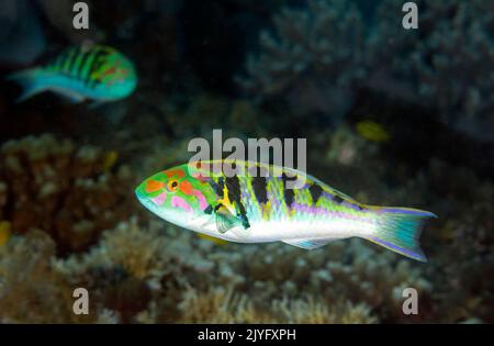 Sixbar Lippfisch, Thalassoma hardwicke, Raja Ampat Indonesien. Stockfoto