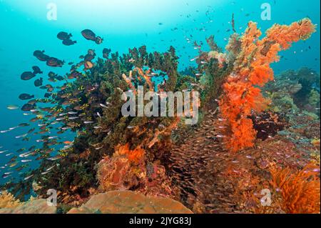 Farbenprächtiges Riff mit Glasfischen und Farbfischen, Raja Ampat Indonessia. Stockfoto