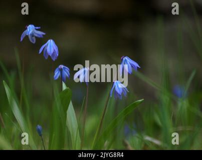 Scilla siberica blüht Stockfoto