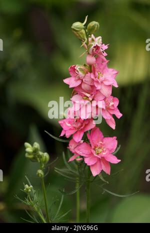 Rosa Larkspur - Consolida ajacis Stockfoto