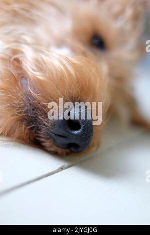 Nahaufnahme der Nase des Hundes Stockfoto