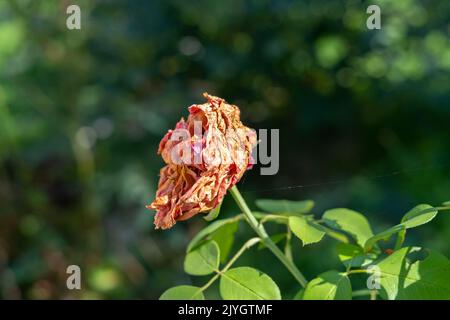 Nahaufnahme der getrockneten violetten Rose vor verschwommenem Hintergrund Stockfoto