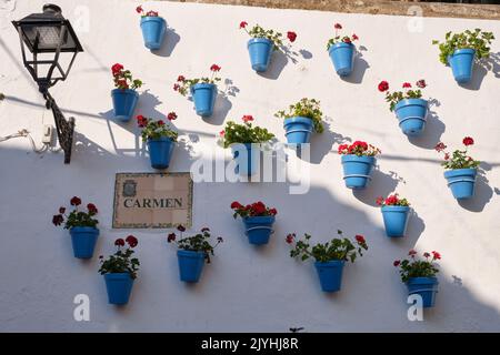 Blaue Töpfe mit Geranien an der weißen Wand. Marbella, Spanien. Stockfoto