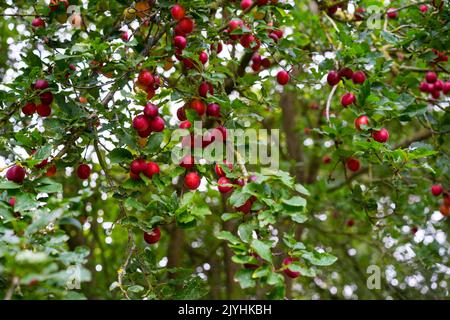 Kirschpflaume, (Prunus cerasifera) Somerste, England, Großbritannien. Stockfoto