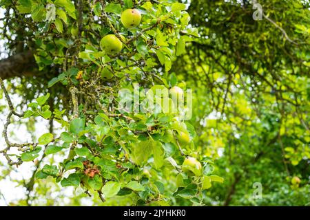 Crab Apple Tree (Malus sylvestris) Somerset, England, Großbritannien. Stockfoto