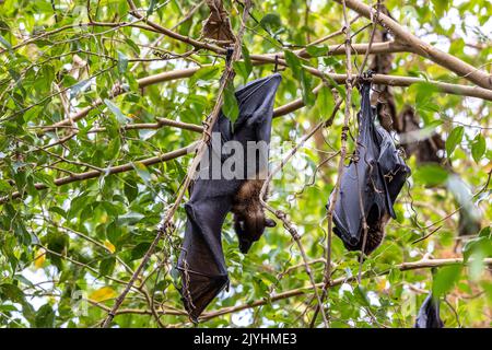 Strohbärte Fruchtbat - Eidolon helvum, schönes kleines Säugetier aus afrikanischen Wäldern und Wäldern, Bwindi, Uganda. Stockfoto