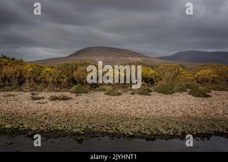 Gelber Gorse am Flussbett des Owenduff River in Ballycroy, Grafschaft Mayo Stockfoto
