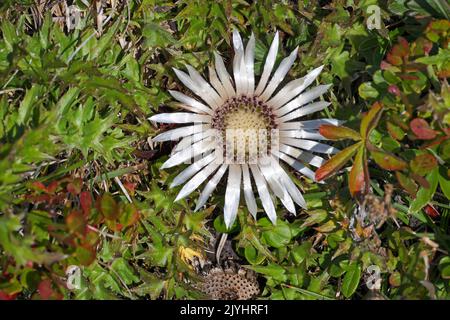 Zwergdistel, stemless Carline Thistle (Carlina acaulis), blühende Distel auf einer alpinen Wiese, Schweiz, Graubünden, Pontresina Stockfoto