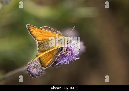 Kleiner Skipper (Thymelicus sylvestris, Thymelicus flavus), sitzt auf einem Blütenstand, Deutschland Stockfoto