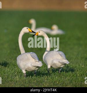 Singschwan (Cygnus cygnus), Paar auf grönland, Niederlande, Friesland Stockfoto