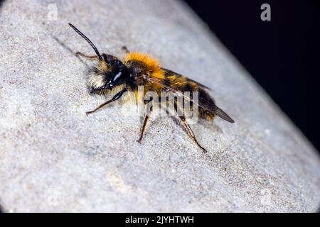 Tawny Burwing Bee, Tawny Mining Bee, Tawny Mining-Bee (Andrena fulva, Andrena armata), Männchen sitzt auf einem Stein, Deutschland Stockfoto