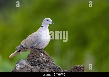 Halstaube (Streptopelia decaocto), auf Lavafelsen, Kanarische Inseln, Lanzarote, Costa Teguise Stockfoto