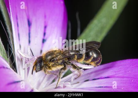 Osmia rapunculi (Osmia rapunculi, Chelostoma rapunculi), Männchen sitzt auf einer Blume, Deutschland Stockfoto