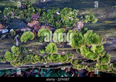 Klumpige Klammer (Trametes gibbosa), auf einem toten Stamm, Niederlande, Frisia, Feanwalden Stockfoto