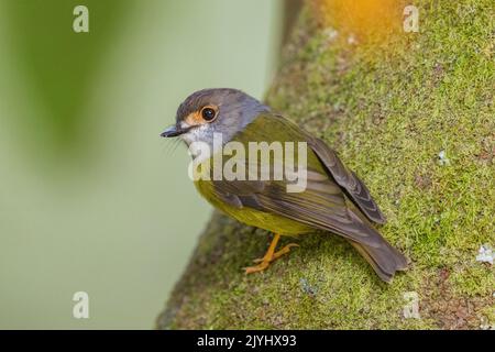 Blassgelber Rotkehlchen (Tregellasia capito), auf einem moosigen Baumstamm, Australien, Queensland Stockfoto