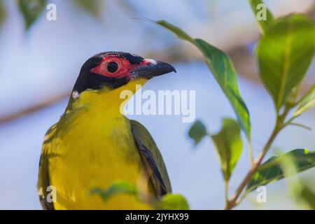 Australasian Figbird, Green Figbird (Sphecotheres vieeilloti), Portrait eines Männchens, Australien, Queensland Stockfoto