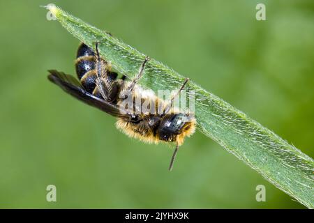 Osmia rapunculi (Osmia rapunculi, Chelostoma rapunculi), Männchen sitzt auf einem Blatt, Deutschland Stockfoto