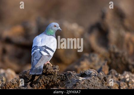 felstaube (Columba livia), Männchen auf Lavafelsen, Kanarische Inseln, Lanzarote, Nationalpark Timanfaya Stockfoto