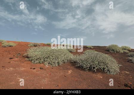 sturmvögel (Erupo balsamifera), Strauch auf Lavagestein an der Montana Quemada, Kanarische Inseln, Lanzarote, El Golfo Stockfoto