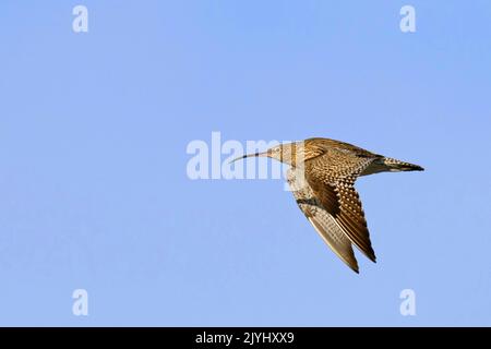 westliche Curlew (Numenius arquata), im Flug, Niederlande, Frisia, Workum Stockfoto