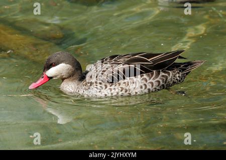 Rotschnabel (Anas erythhrorhyncha), Schwimmen, Deutschland Stockfoto