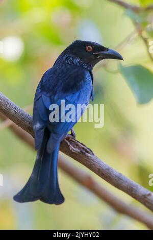 Verspankelte Drongo (Dicrurus bracteatus), auf einem Zweig, Australien, Queensland, thront Stockfoto