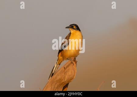 Schwarz-kappiger Spöttertrush (Donacobius atricapillus), der im Abendlicht auf Totholz thront, Brasilien, Pantanal Stockfoto