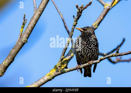 Gewöhnlicher Star (Sturnus vulgaris), auf einem Ast sitzend, Brutgefieder, Niederlande, Frisia Stockfoto