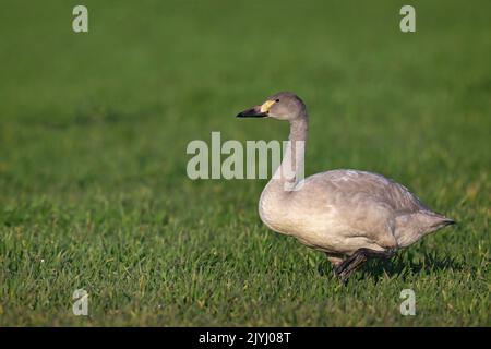 Tundra-Schwan (Cygnus columbianus), jugendlich auf einer Wiese, Niederlande, Friesland Stockfoto