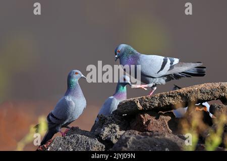 felstaube (Columba livia), männliche Darstellungen vor Weibchen auf Lavagesteinen, Kanarische Inseln, Lanzarote, Timanfaya-Nationalpark Stockfoto