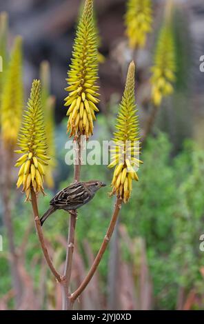 Spanischer Sperling (Passer hispaniolensis), Weibchen, die auf spanischen Sperber-Blüten Futter finden, Kanarische Inseln, Lanzarote Stockfoto