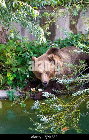 Braunbär beim Essen im Bärengraben, Bern, Schweiz Stockfoto