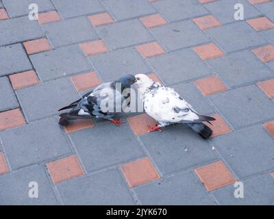 Schwarze und weiße Tauben küssen und füttern sich gegenseitig auf dem Bürgersteig in einer Stadt. Liebe und Zärtlichkeit Konzept. Stockfoto