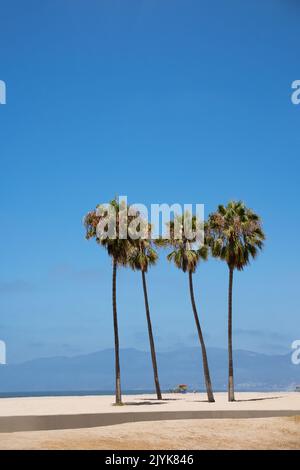 Grüne Palmen am Strand von Venedig Los Angeles Kalifornien an einem hellen sonnigen Tag gegen blauen Himmel vertikales Foto Stockfoto