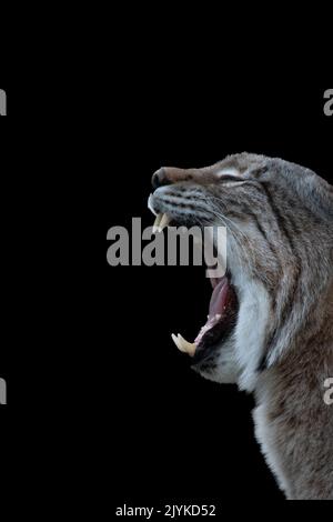 Ein Luchs auf Schwarzem Hintergrund Stockfoto