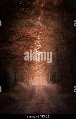 Ein Pfad in einem Herbstwald Stockfoto
