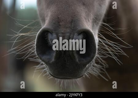 Die Nase eines Pferdes Stockfoto