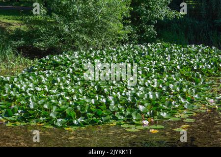 Dickicht blühender nymphaea, nymphaea, auf einem Teich in einem gepflegten Garten Stockfoto